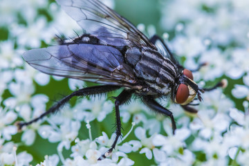 The macro shot of the beautiful fly eating nectar on the flowers among the grass in the sunny summer or spring weather