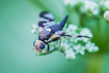 The macro shot of the beautiful fly or butterfly eating nectar on the flowers among the grass in the sunny summer or spring weather