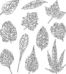 Vector drawing of a set of outlines leaves of various plants