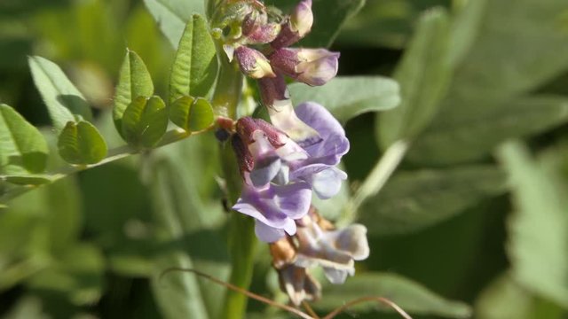 Blue flowers of mouse peas sway in the wind.