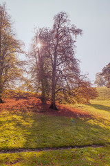 Fototapeta premium Autumn in the park - natural scenery