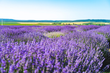 Fototapeta na wymiar Close up view of lavender growing. Lavender bushes close up .Purple flowers of lavender.