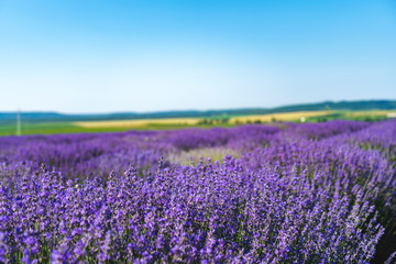 Fototapeta na wymiar Close up view of lavender growing. Lavender bushes close up .Purple flowers of lavender.