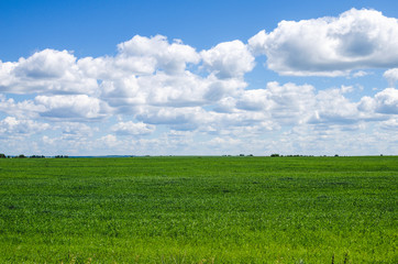 Obraz premium Green field and blue sky with clouds. Green field in central Russia