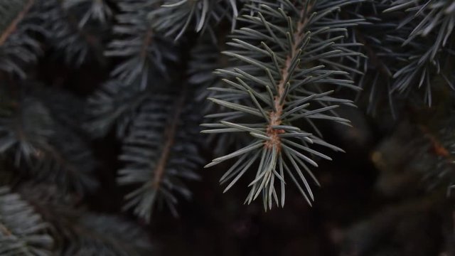 Beautiful blue pine branches in nature. Summer.
