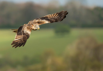 Close up of a Red kite in flight