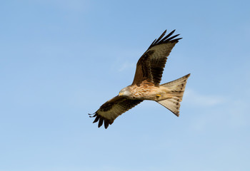 Red kite in flight against blue sky