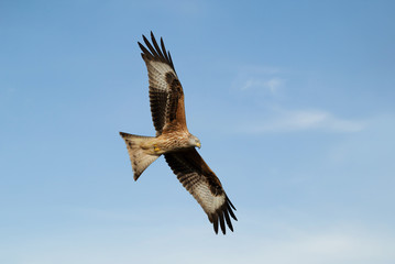 Red kite in flight against blue sky