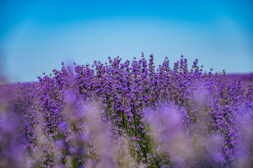 Obraz premium Close up view of lavender growing. Lavender bushes close up .Purple flowers of lavender.
