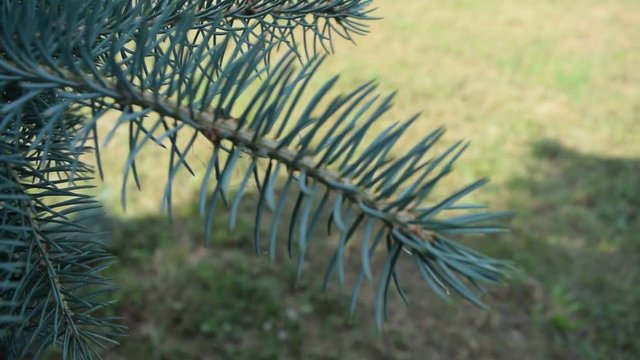 View of blue pine branches. plants and nature.