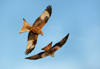 Red kites in flight against blue sky