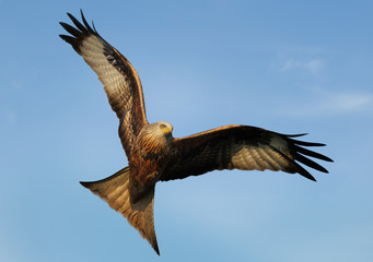 Red kite in flight against blue sky