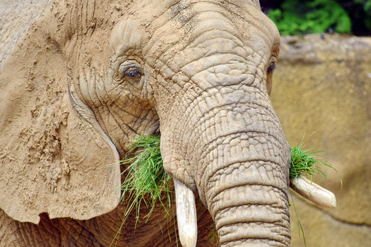 African Elephant Loxodonta Africana Eating Grass Closeup