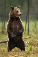 Close up of Eurasian brown bear standing on hind legs