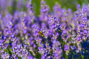 Close up view of lavender growing. Lavender bushes close up .Purple flowers of lavender.