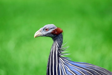 Guinea Fowl Acryllium Vulturinum Head Closeup