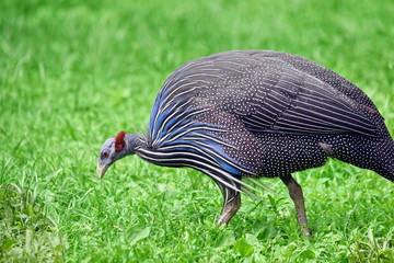 Guinea Fowl Acryllium Vulturinum Grazing in the Park