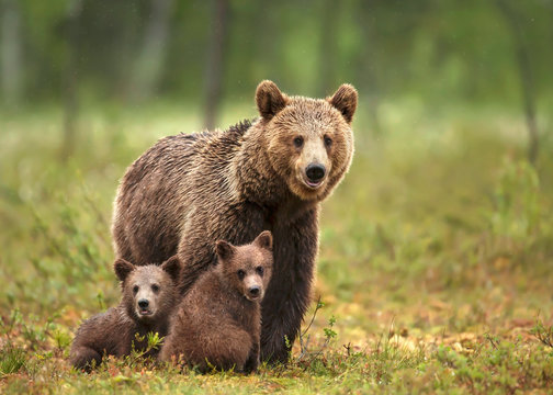 Female Eurasian brown bear and her cubs in boreal forest