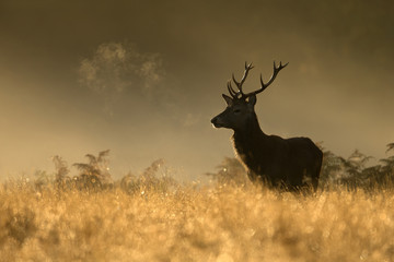 Red Deer stag during rutting season at dawn