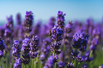 Close up view of lavender growing. Lavender bushes close up .Purple flowers of lavender.