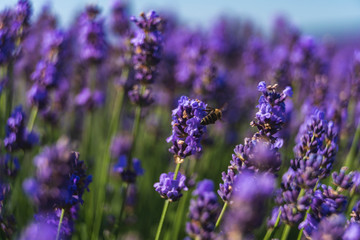 Close up view of lavender growing. Lavender bushes close up .Purple flowers of lavender.