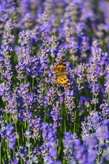 Obraz premium Close up view of lavender growing. Lavender bushes close up .Purple flowers of lavender.