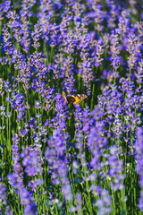 Naklejka premium Close up view of lavender growing. Lavender bushes close up .Purple flowers of lavender.