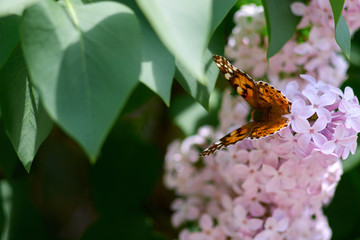 butterfly sits on a lilac flower on a sunny spring day