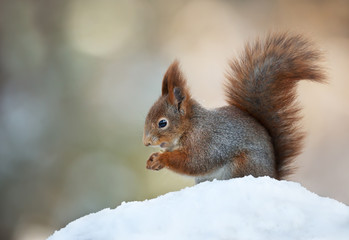 Naklejka na ściany i meble Red squirrel sitting in the snow