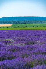 Obraz na płótnie Canvas Close up view of lavender growing. Lavender bushes close up .Purple flowers of lavender.