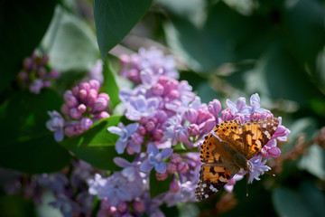 butterfly sits on a lilac flower on a sunny spring day