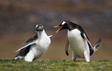 Adult Gentoo penguin annoyed with a chick constantly asking for food