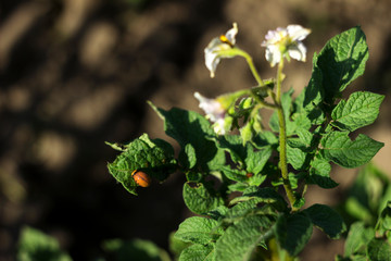 Obraz na płótnie Canvas The larvae of the Colorado potato beetle eat the leaves of a flowering potato, a garden pest.