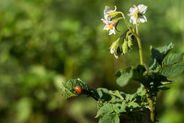 The larvae of the Colorado potato beetle eat the leaves of a flowering potato, a garden pest.