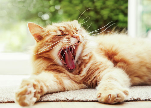 Close-up of a yawning cat on a lazy summer morning.
