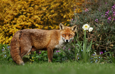 Naklejka na ściany i meble Close up of a Red Fox in spring