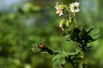 The larvae of the Colorado potato beetle eat the leaves of a flowering potato, a garden pest.