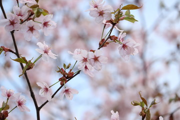青空と桜の花びら