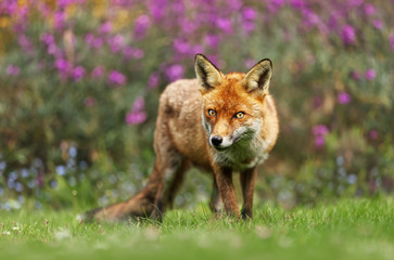 Close up of a red fox in the meadow