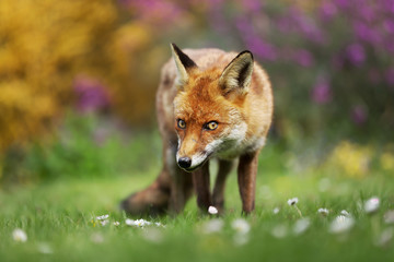 Close up of a red fox in the meadow