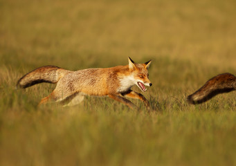 Playful red fox chasing another fox in the field