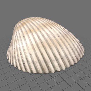 Heart cockle seashell