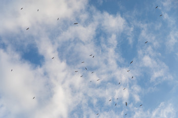 Cloudy sky with seagulls