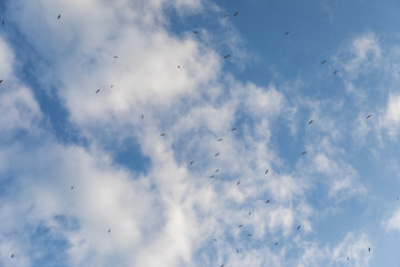 Cloudy sky with seagulls