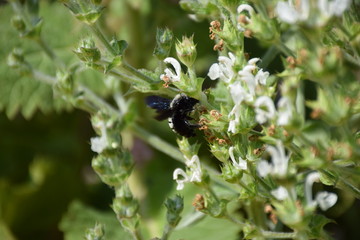 Blaue Holzbiene Xylocopa