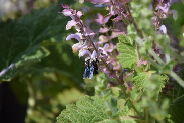 Blaue HolzbieneXylocopa