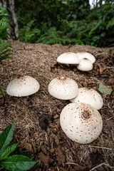 Hongos en San Agustin Huila
