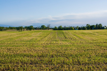 Fototapeta premium Greenish wheat stubble field with trees and bluish clouds in the distance