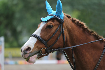 Portrait of beautiful show jumper horse in motion on racing track