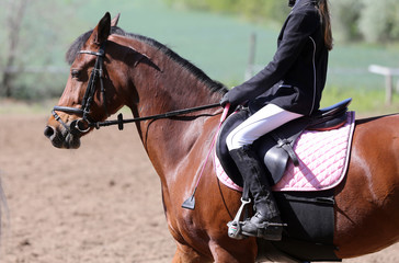 Portrait of beautiful show jumper horse in motion on racing track